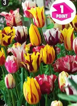 Maximo 7 Tulipes Rembrandt en mélange offre