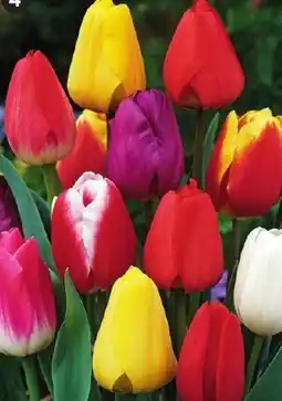 Maximo 20 Tulipes Triomphes en mélange offre