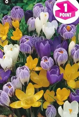 Maximo 10 Crocus grandes fleurs. en mélange offre
