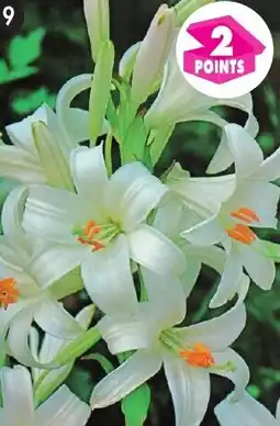 Maximo 1 lys de la madone offre