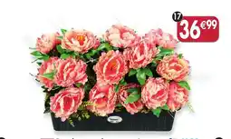 Maximo Jardinière de pivoines coloris saumon offre