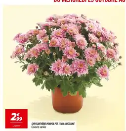 Netto Chrysanthème pompon pot 15 cm unicolore offre