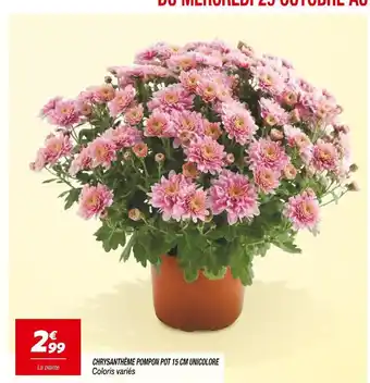 Netto Chrysanthème pompon pot 15 cm unicolore offre