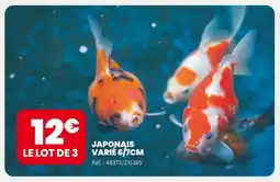 Animalis Japonais varié 6/7 cm offre