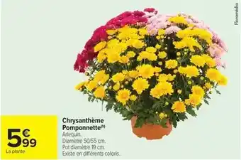 Carrefour Drive Chrysanthème pomponnette offre