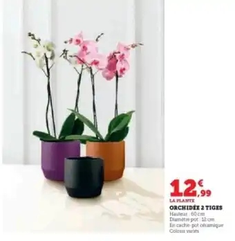 Hyper U Orchidée 2 tiges offre