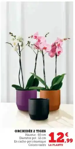 U Express Orchidée 2 tiges offre