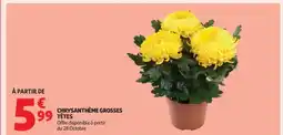 Auchan Chrysanthème grosses têtes offre