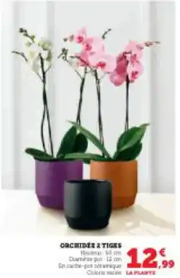 Super U Orchidee 2 tiges offre