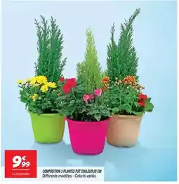 Netto Composition 3 plantes pot comleur 20 cm offre