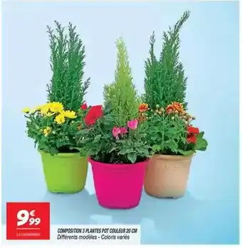 Netto Composition 3 plantes pot comleur 20 cm offre