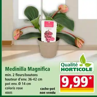 Norma Qualité Horticole Medinilla Magnifica offre