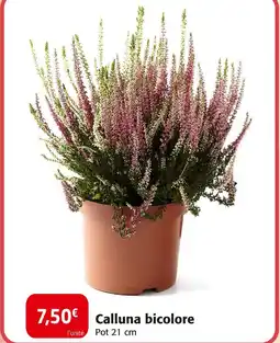 Colruyt Calluna bicolore offre