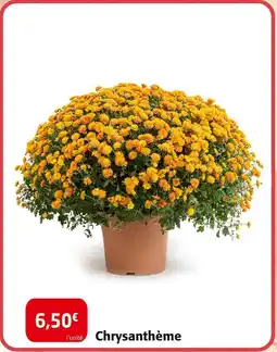 Colruyt Chrysanthème offre