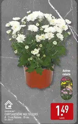 ALDI GARDENLINE Chrysanthème multifleurs offre
