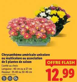 Lidl Chrysanthème américain unicolore ou multicolore ou association de 5 plantes de saison offre