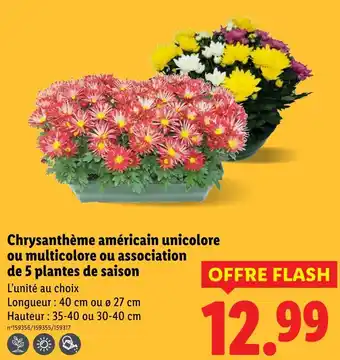 Lidl Chrysanthème américain unicolore ou multicolore ou association de 5 plantes de saison offre