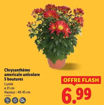 Lidl Chrysanthème américain unicolore offre