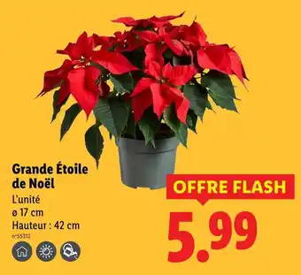 Lidl Grande Étoile de Noël offre