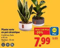 Lidl Plante verte en pot céramique offre