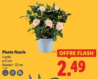 Lidl Plante fleurie offre