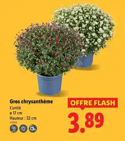 Lidl Gros chrysanthème offre