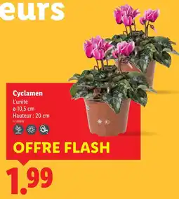 Lidl Cyclamen offre