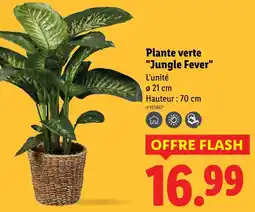 Lidl Plante verte Jungle Fever offre