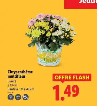 Lidl Chrysanthème multifleur offre