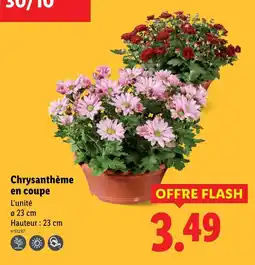 Lidl Chrysanthème en coupe offre