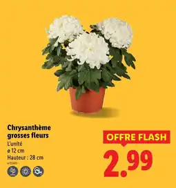 Lidl Chrysanthème grosses fleurs offre