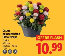 Lidl Coupe chrysanthème Flower Pops offre