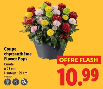Lidl Coupe chrysanthème Flower Pops offre