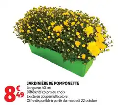 Auchan Jardinière de pomponette offre