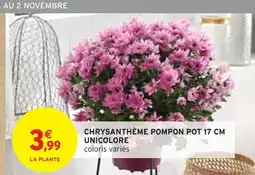 Intermarché Express Chrysanthème Pompon Pot 17 cm Unicolore offre