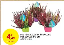 Intermarché Express Bruyère calluna tricolore pot couleur 13 cm offre