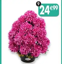 Maximo Coupe xl de chrysanthèmes coloris violet offre