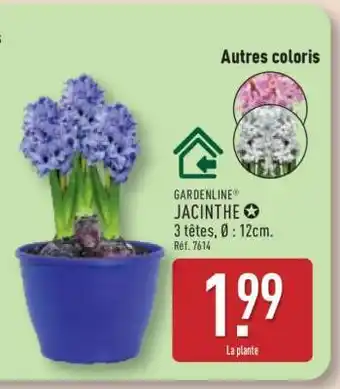 ALDI Jacinthe offre