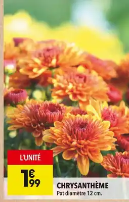 Supeco Chrysanthème offre