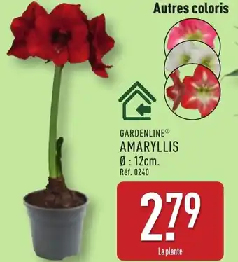 ALDI Gardenline amaryllis offre