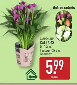 ALDI Gardenline calla offre