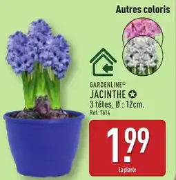 ALDI Gardenline jacinthe offre