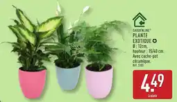 ALDI Gardenline plante exotique offre