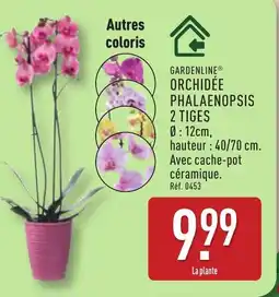 ALDI Gardenline orchidée phalaenopsis 2 tiges offre