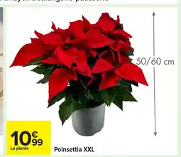 Carrefour Poinsettia XXL offre