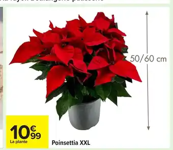 Carrefour Poinsettia XXL offre