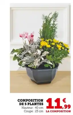 Bi1 Composition de 5 plantes offre