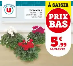 Bi1 Cyclamen u offre
