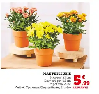 Bi1 Plante fleurie offre