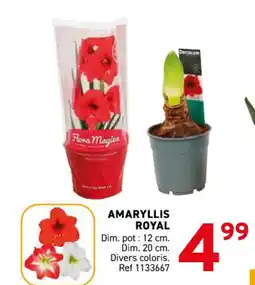 Trafic Amaryllis royal offre